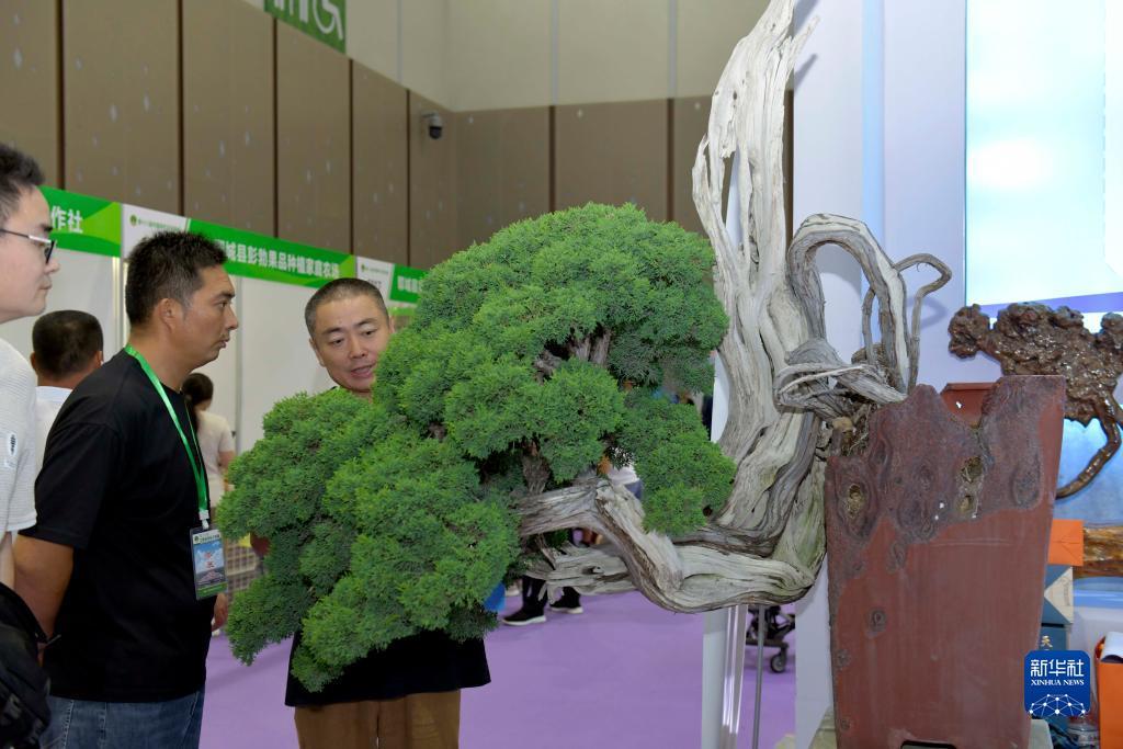 免费申请彩金